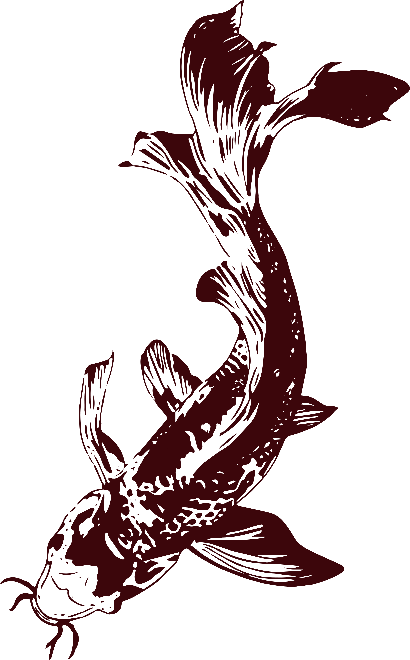Japanese Nishikigoi Koi